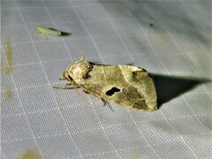 Plagiomimicus pityochromus