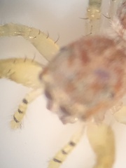 Hentzia mitrata