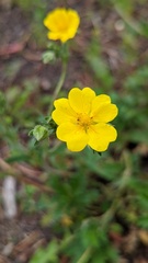 Potentilla gracilis