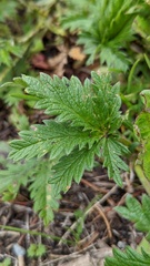 Potentilla gracilis