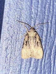 Oligia modica