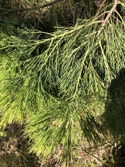 Exocarpos cupressiformis