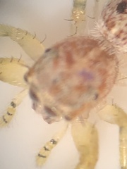Hentzia mitrata