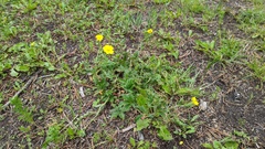 Potentilla gracilis