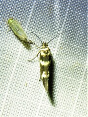 Scythris trivinctella