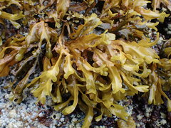 Fucus distichus