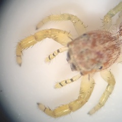 Hentzia mitrata