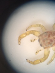 Hentzia mitrata