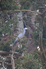 Egretta novaehollandiae novaehollandiae