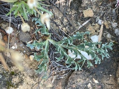 Othonna auriculifolia