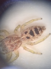 Hentzia mitrata