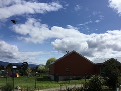 Glossopsitta concinna