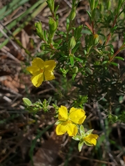 Hibbertia riparia