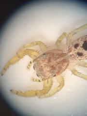 Hentzia mitrata
