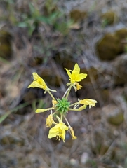 Oenothera clelandii