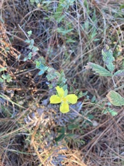 Hypericum tetrapetalum