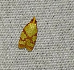 Sparganothis sulfureana