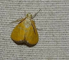 Xanthophysa psychicalis