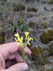 Oenothera clelandii