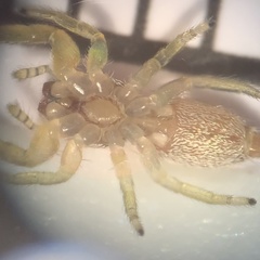 Hentzia mitrata