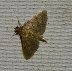 Herpetogramma phaeopteralis