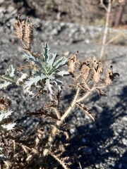 Argemone munita