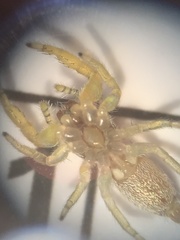 Hentzia mitrata