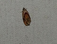 Zomaria interruptolineana