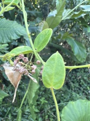 Vincetoxicum hirsutum