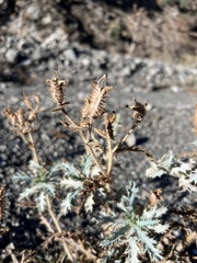 Argemone munita