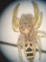 Hentzia mitrata