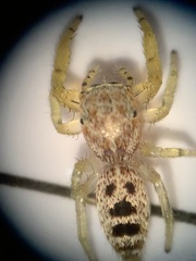 Hentzia mitrata