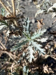 Argemone munita