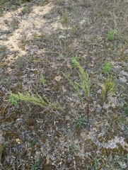 Artemisia campestris