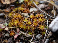 Syntrichia