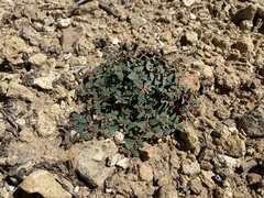 Euphorbia fendleri