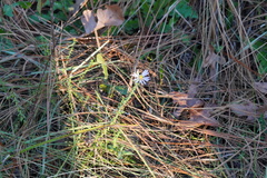 Symphyotrichum walteri