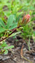 Castilleja miniata