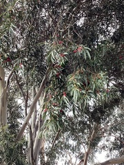 Glossopsitta concinna