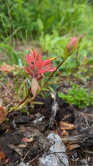 Castilleja miniata