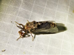 Thyridopteryx ephemeraeformis