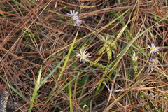 Symphyotrichum walteri