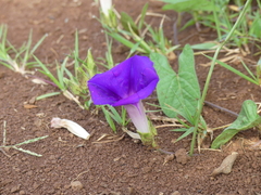 Ipomoea laeta