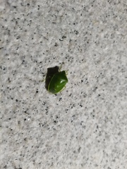 Glaucias