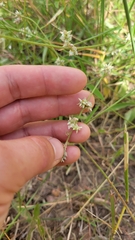 Froelichia floridana