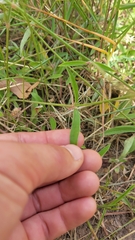 Froelichia floridana