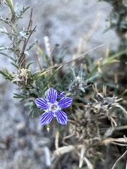 Eriastrum densifolium
