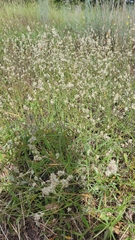 Froelichia floridana