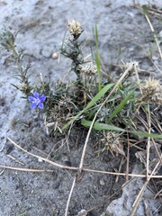 Eriastrum densifolium