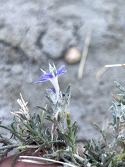 Eriastrum densifolium